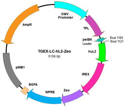 TGEX-LC-hL2-Zeo map